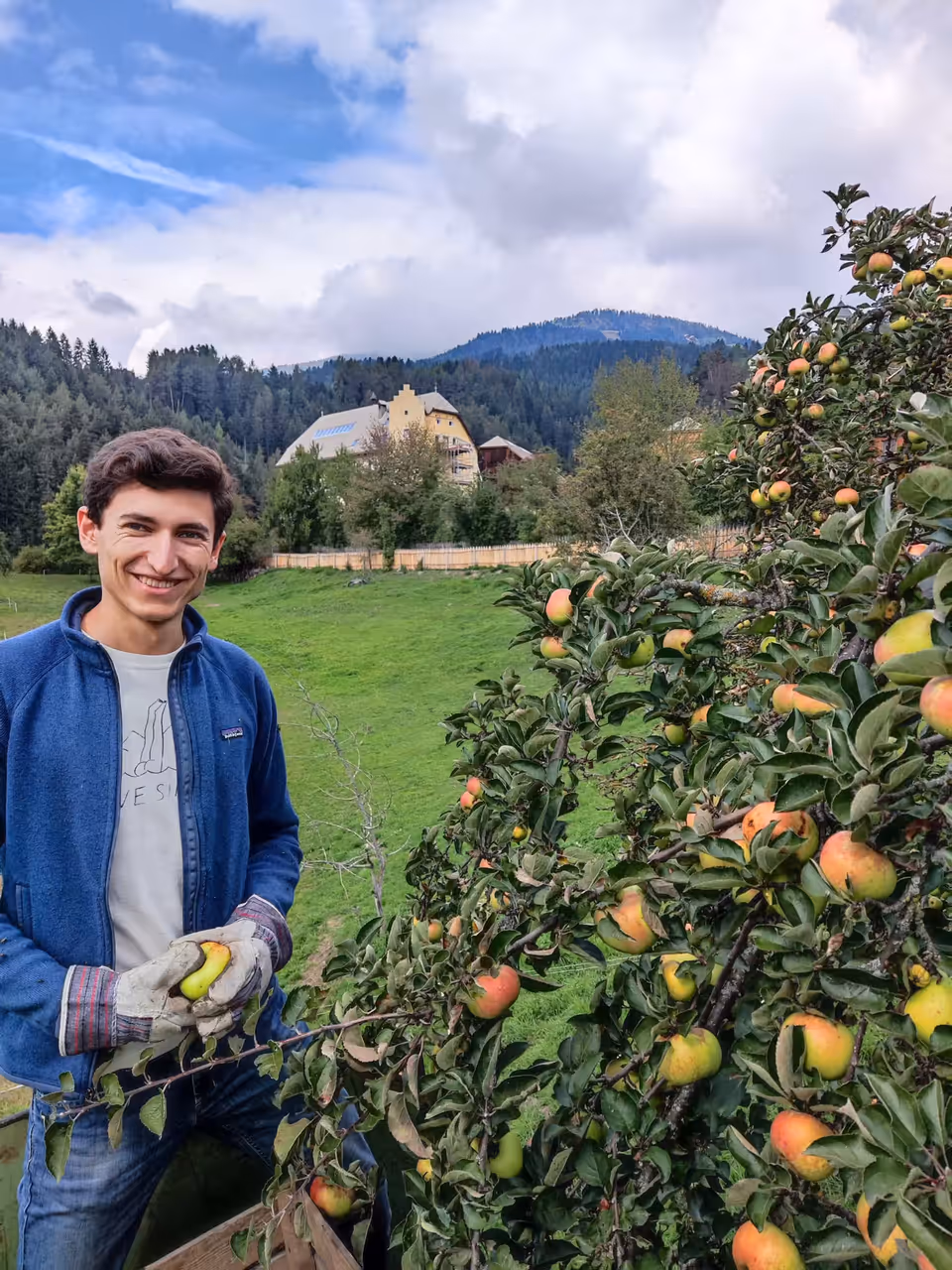 Apple harvest on the farm