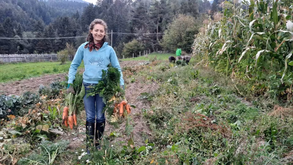 Carrot harvest from the organic field