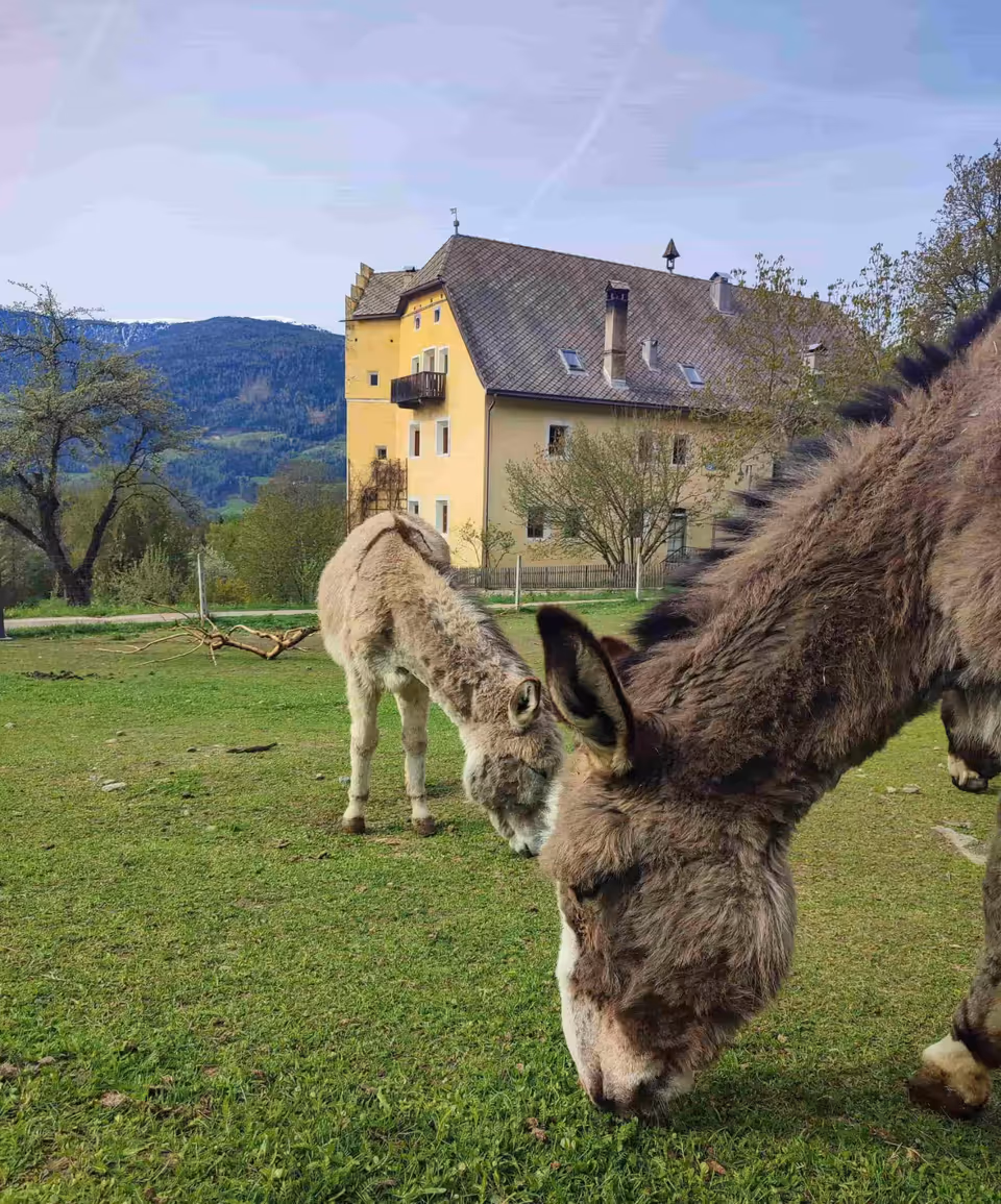 The donkeys grazing in front of the Ansitz